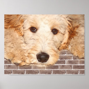 Adsible Hund Photo Poster