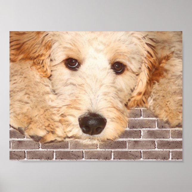 Adsible Hund Photo Poster (Framsidan)
