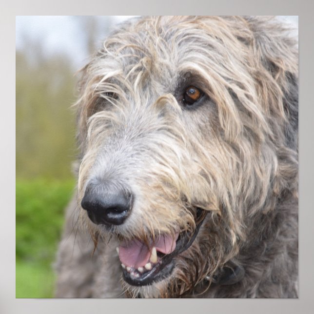 Adsible Irish Wolfhound Poster (Framsidan)