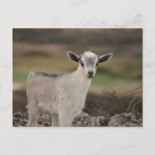 Adsible Kid Goat Vykort