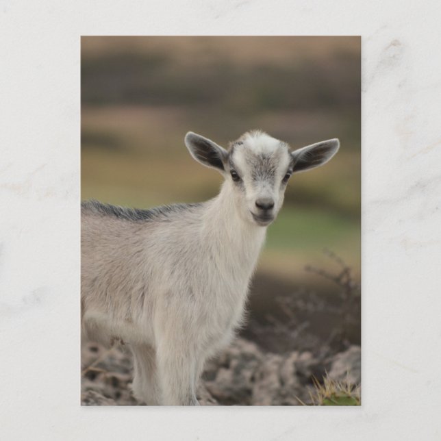 Adsible Kid Goat Vykort (Framsida)