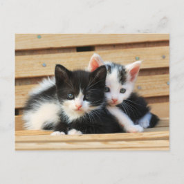 Adsible Kitten Friends Vykort