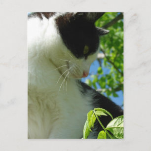 Adsible Kitten i en Träd Vykort