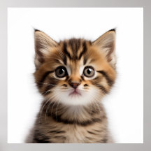Adsible Kitten
