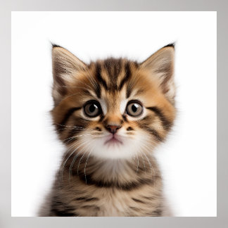 Adsible Kitten Poster