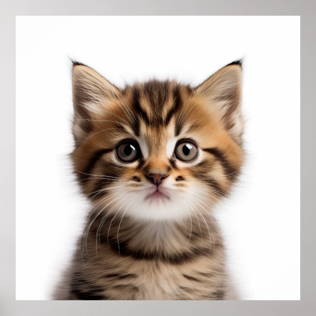 Adsible Kitten Poster (Framsidan)