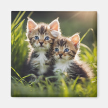 Adsible Kittens