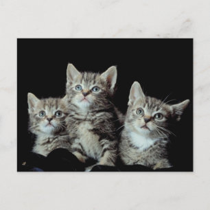 Adsible Kittens Vykort
