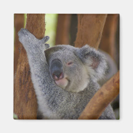 Adsible Koala Bear Magnet