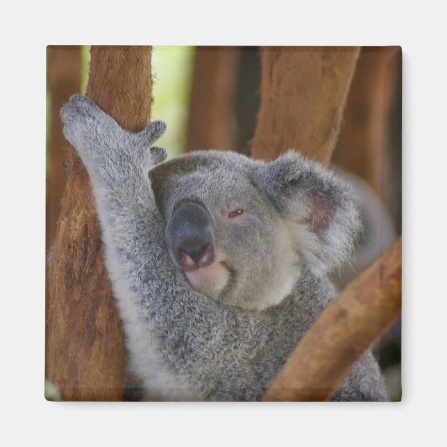 Adsible Koala Bear Magnet (Framsidan)