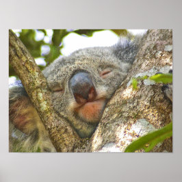 Adsible Koala Bear Poster