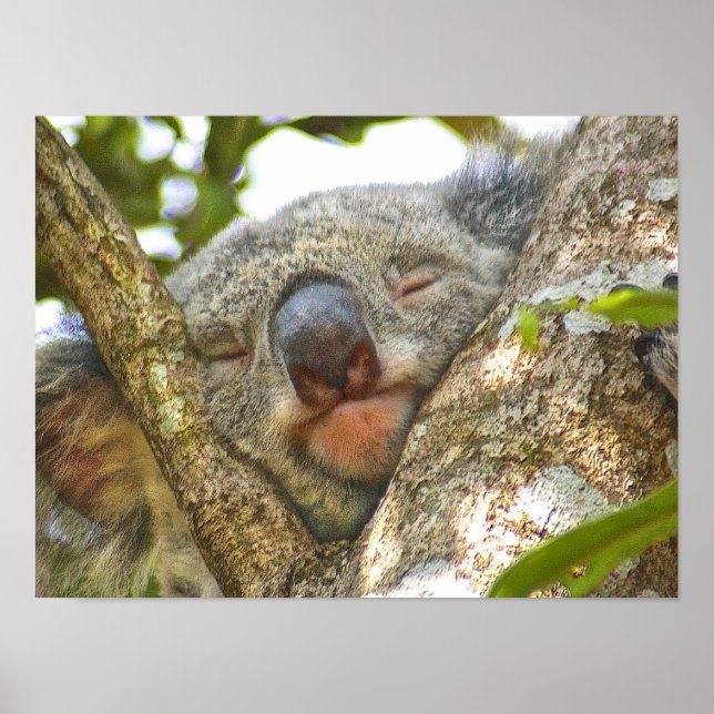 Adsible Koala Bear Poster (Framsidan)