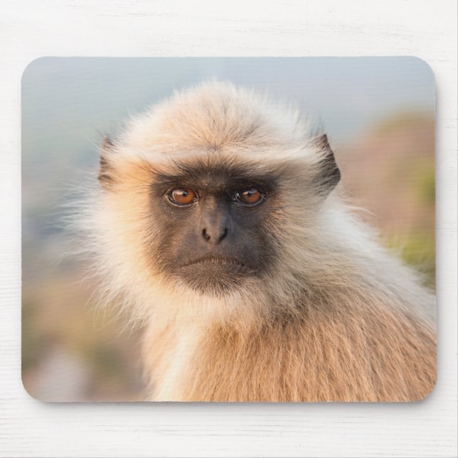 Adsible Langurs Presbytis Entellus Musmatta (Framsidan)