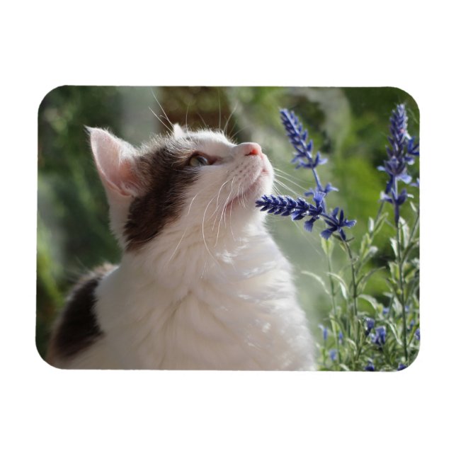 Adsible Loving Kitten i Garden Magnet (Horisontell)