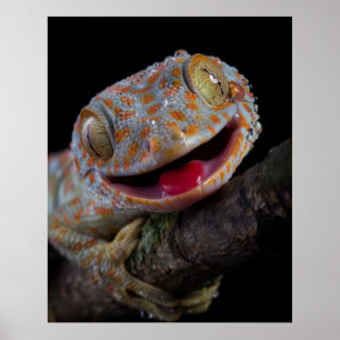 Adsible lycklig tokay gecko poster