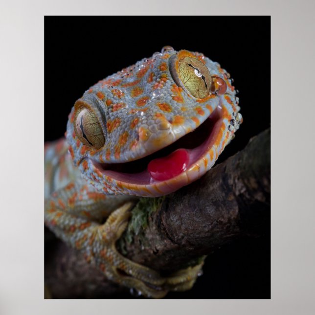 Adsible lycklig tokay gecko poster (Framsidan)