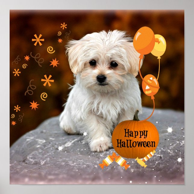 Adsible Maltese Puppy Celebrates Halloween Poster (Framsidan)