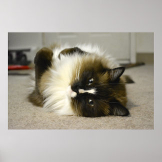 Adsible Manx Ragdoll Cat Poster