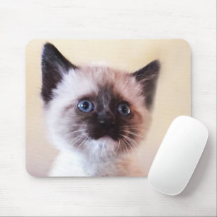 Adsible Mask Blue Eyed Siamese Kitten Close Up Musmatta