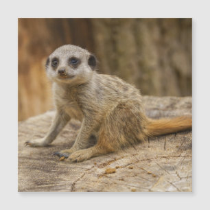 Adsible Meerkat Baby