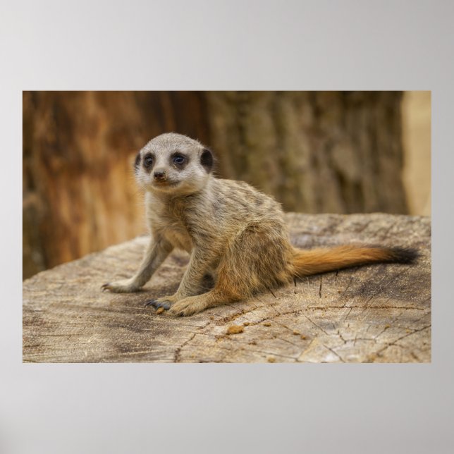 Adsible Meerkat Baby Poster (Framsidan)