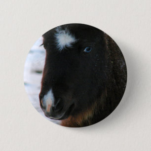 Adsible Mini Horse Filly Knapp