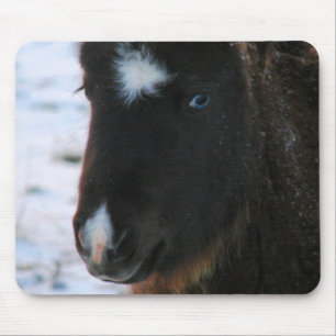 Adsible Mini Horse Filly Musmatta