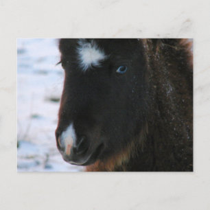 Adsible Mini Horse Filly Vykort