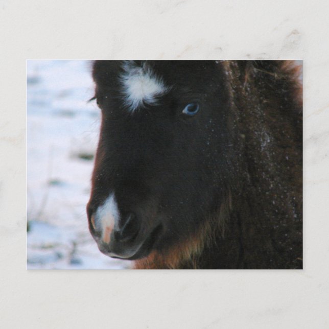 Adsible Mini Horse Filly Vykort (Framsida)