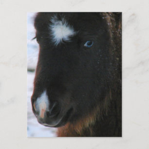 Adsible Mini Horse Filly Vykort