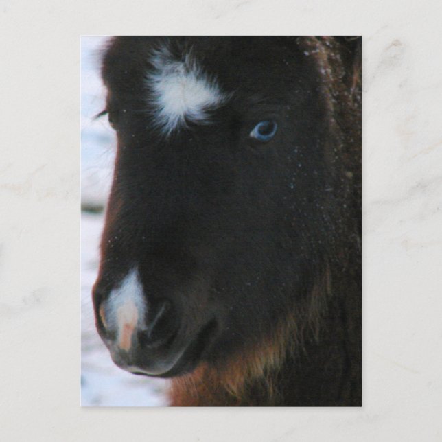 Adsible Mini Horse Filly Vykort (Framsida)