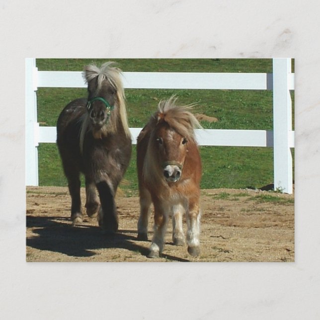 Adsible Miniature Horse Vykort (Framsida)