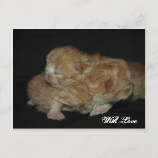 Adsible Newborn Persian Kittens Vykort