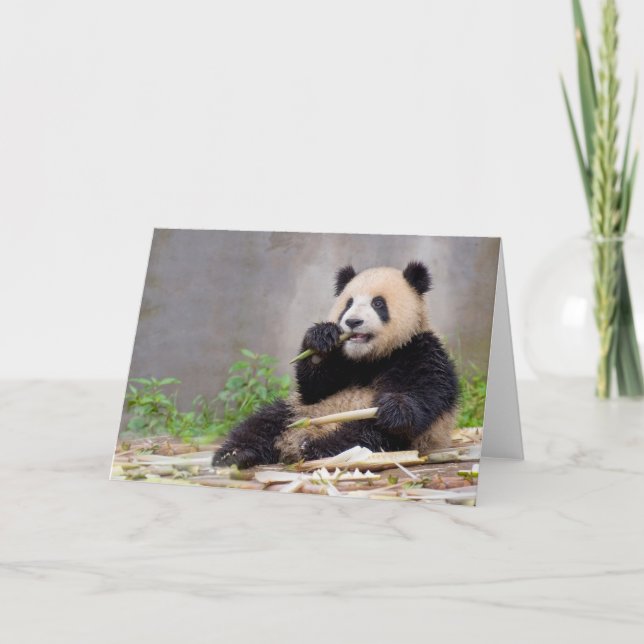 Adsible Panda Nibbling Bamboo-hälsningskort Kort (Framsida)
