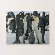 Adsible Penguin Family Arktis Wildlife