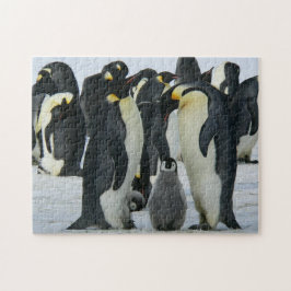Adsible Penguin Family Arktis Wildlife Pussel