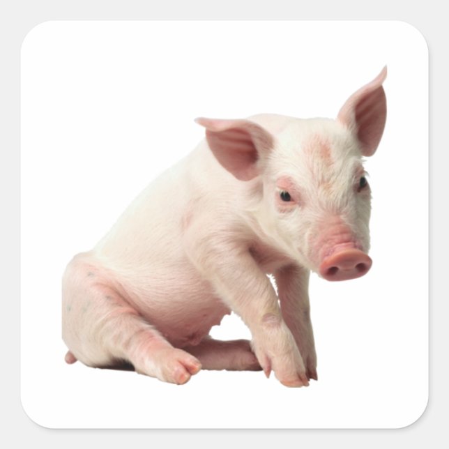 Adsible Piglet Sticker Fyrkantigt Klistermärke (Framsida)