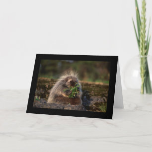 Adsible Porcupine Kort