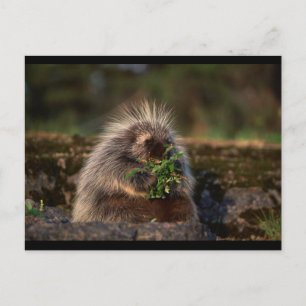 Adsible Porcupine Vykort