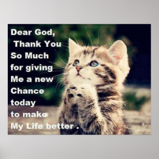 Adsible Praying Kitten Poster
