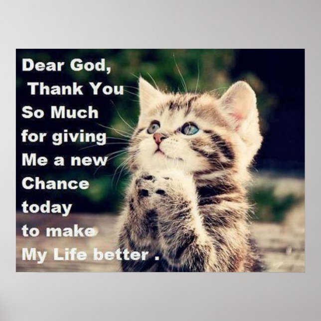 Adsible Praying Kitten Poster (Framsidan)