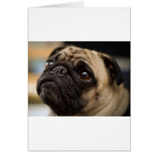 Adsible Pug Hälsningskort