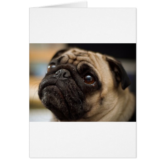 Adsible Pug Hälsningskort (Framsidan)