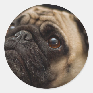 Adsible Pug Runt Klistermärke