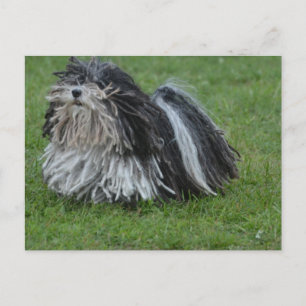 Adsible Puli Hund Vykort