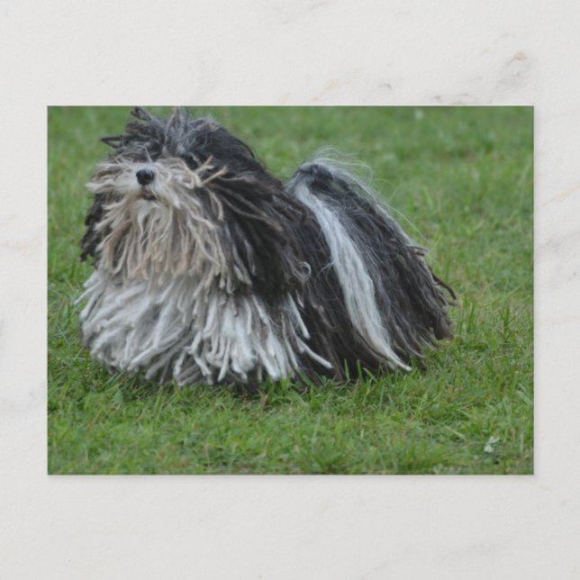 Adsible Puli Hund Vykort (Framsida)