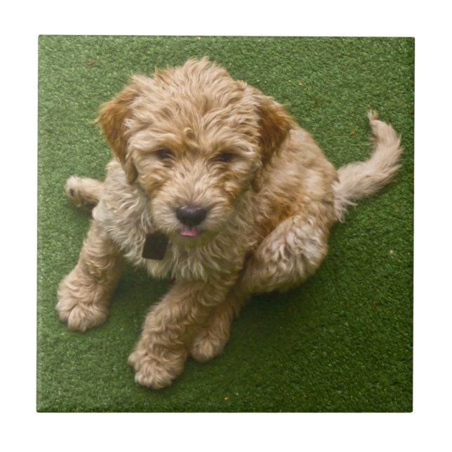 Adsible Puppy Kakelplatta (Framsidan)