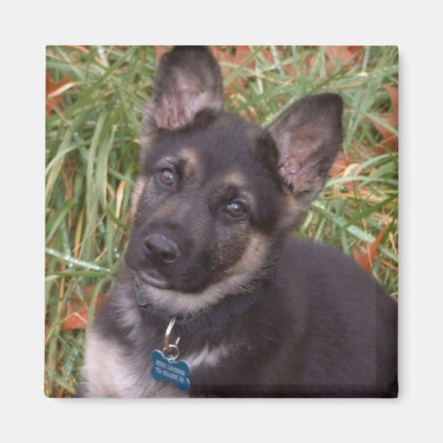 Adsible Puppy Magnets Magnet (Framsidan)