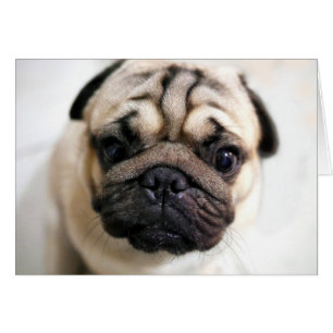 Adsible Puppy Ögon Pug Hälsningskort