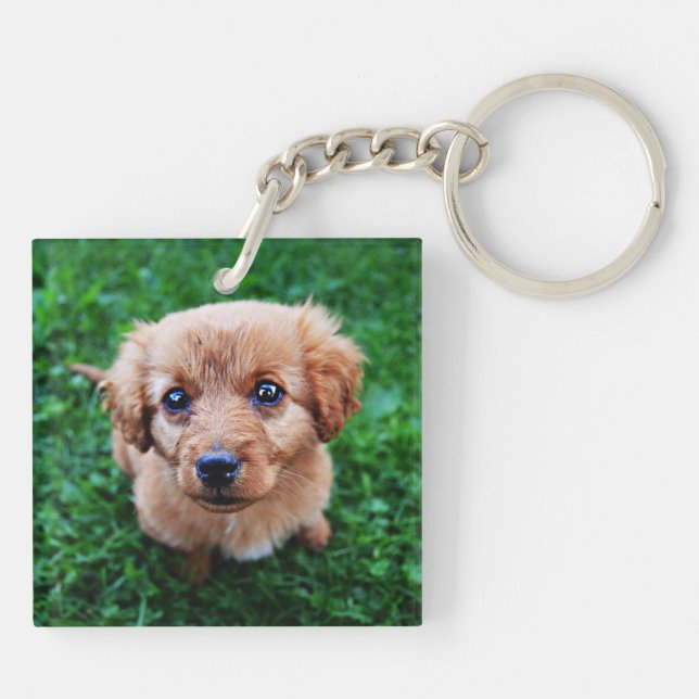 Adsible Puppy Photo (Baksidan)